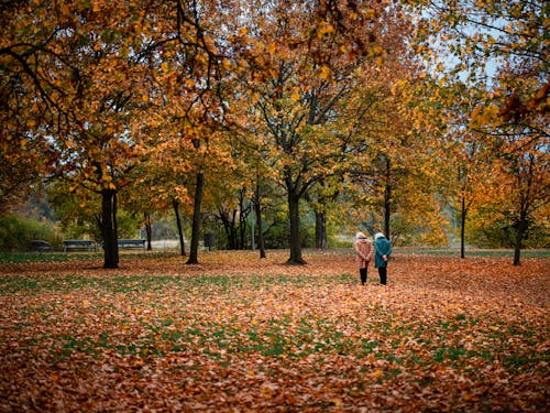 Free Back View of People Wearing Jacket while Walking on a Forest Park with Autumn Trees Stock Photo