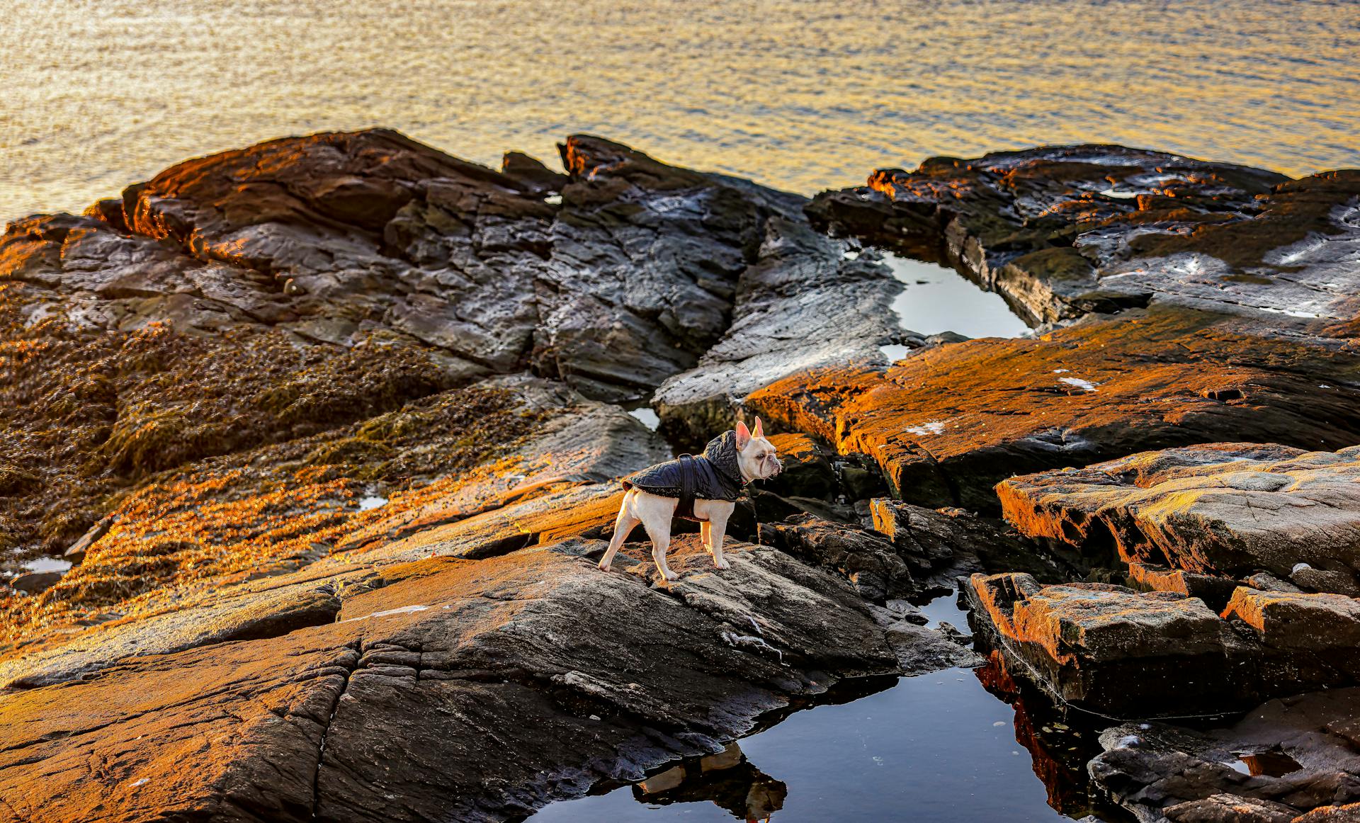 French Bulldog Standing on Rock Formation Near Sea