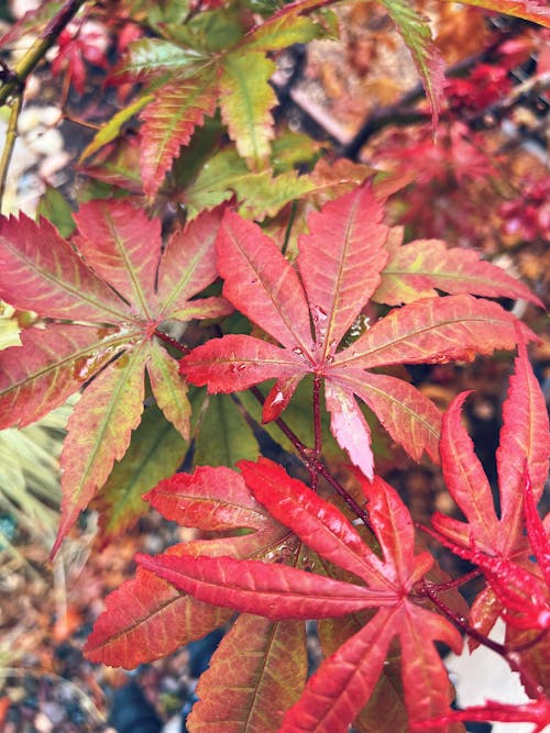 Free stock photo of autumn colors, fall foliage, fall leaves