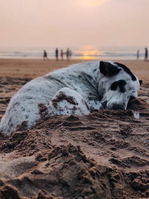 Gratis lagerfoto af brunt sand, dyrefotografering, dyreliv