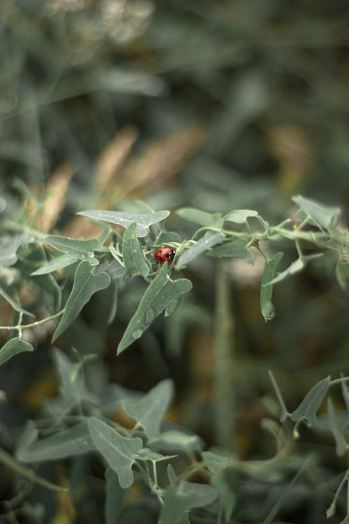 Gratis lagerfoto af Grøn plante, grønne blade, insekt Lagerfoto