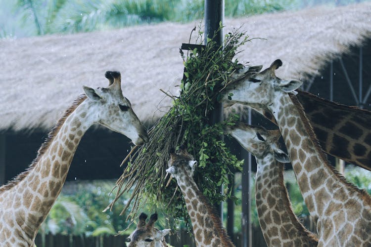 Giraffes Eating Plants 