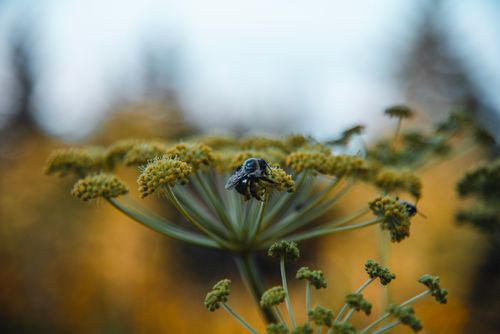 Free Close-up of a bee on a yellow flower with a blurred natural background. Stock Photo