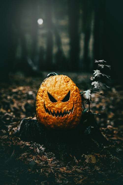 Halloween Pumpkin in Close Up Shot