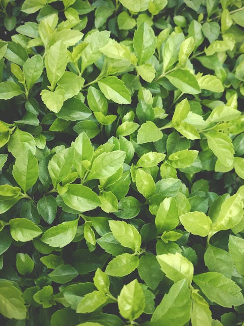 Close Up Shot of a Green Leaves