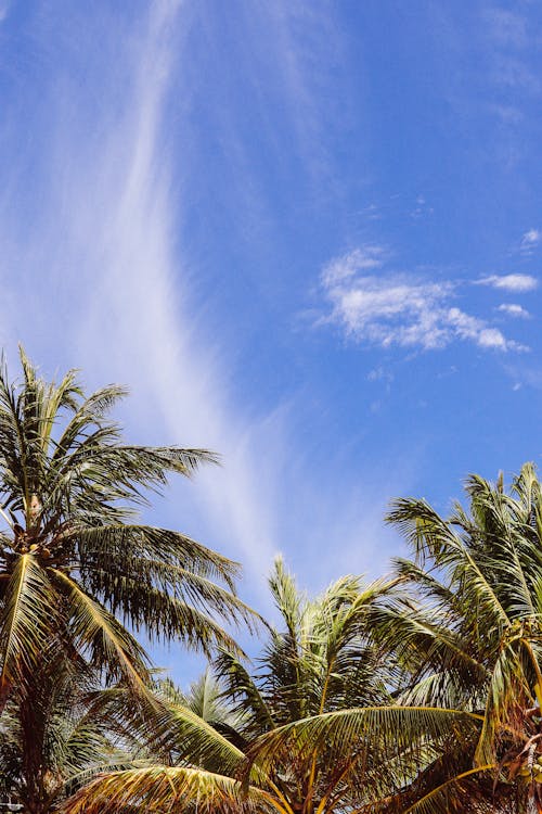 Photos gratuites de arbres verts, ciel bleu, cocotier