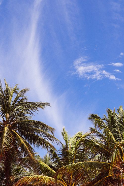Low Angle Shot of Trees Under Blue Sky · Free Stock Photo