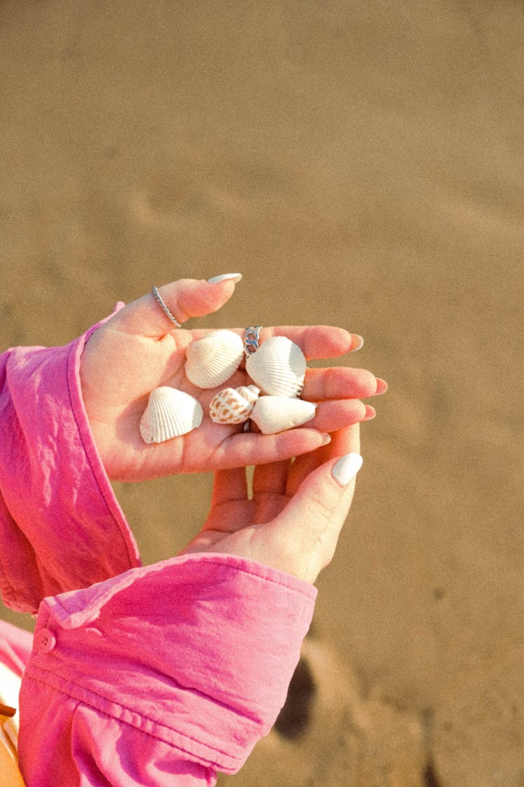 Close-up Of Holding Seashells