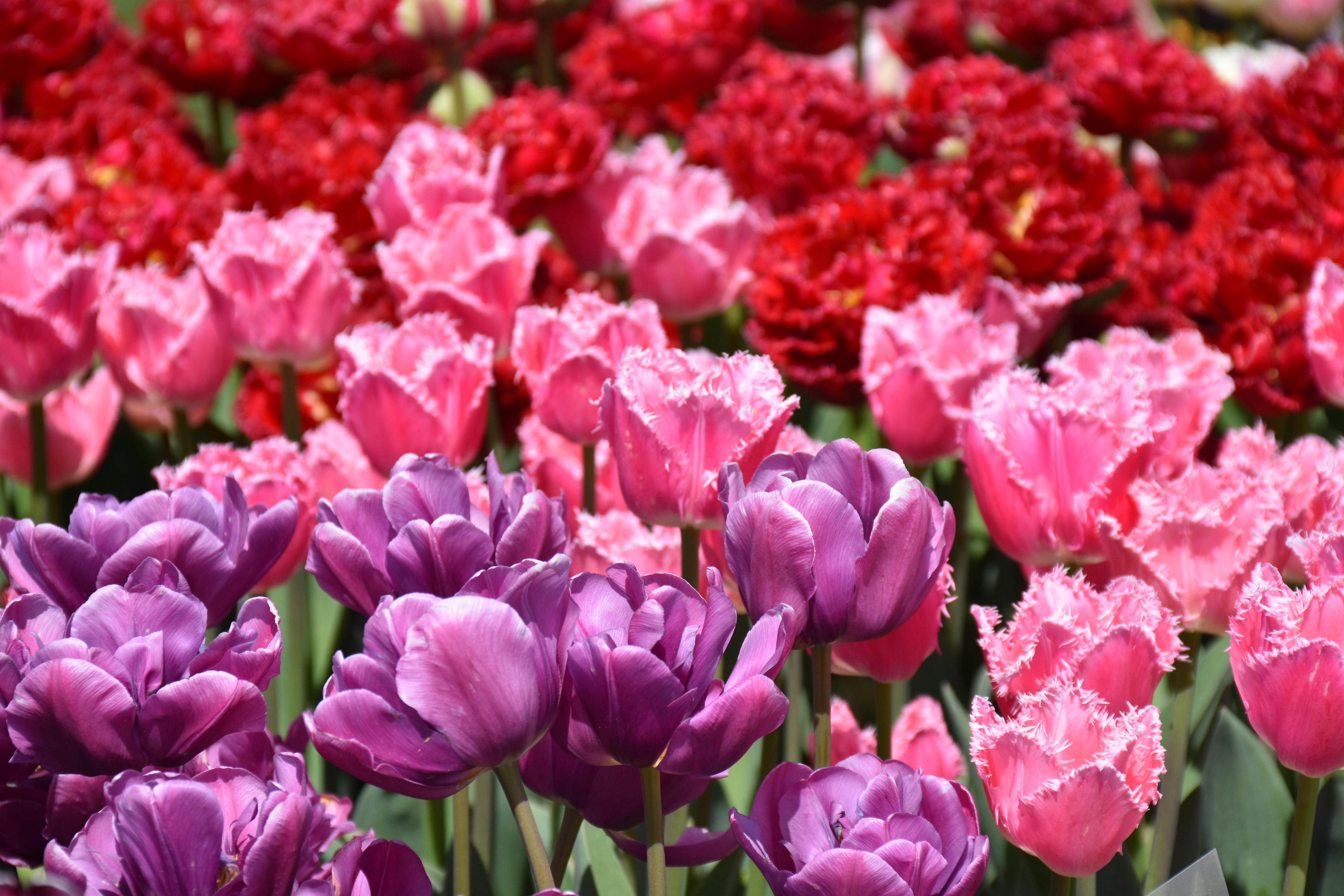 Bed of Assorted-color Flowers · Free Stock Photo