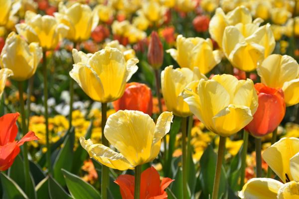 Yellow and Orange Tulips jigsaw puzzle