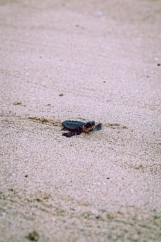 A young sea turtle making its way across a sandy beach in Antalya, Turkey, a serene natural scene.