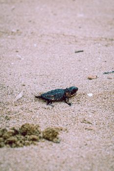 A young sea turtle explores the sandy beach of Antalya, Turkey.