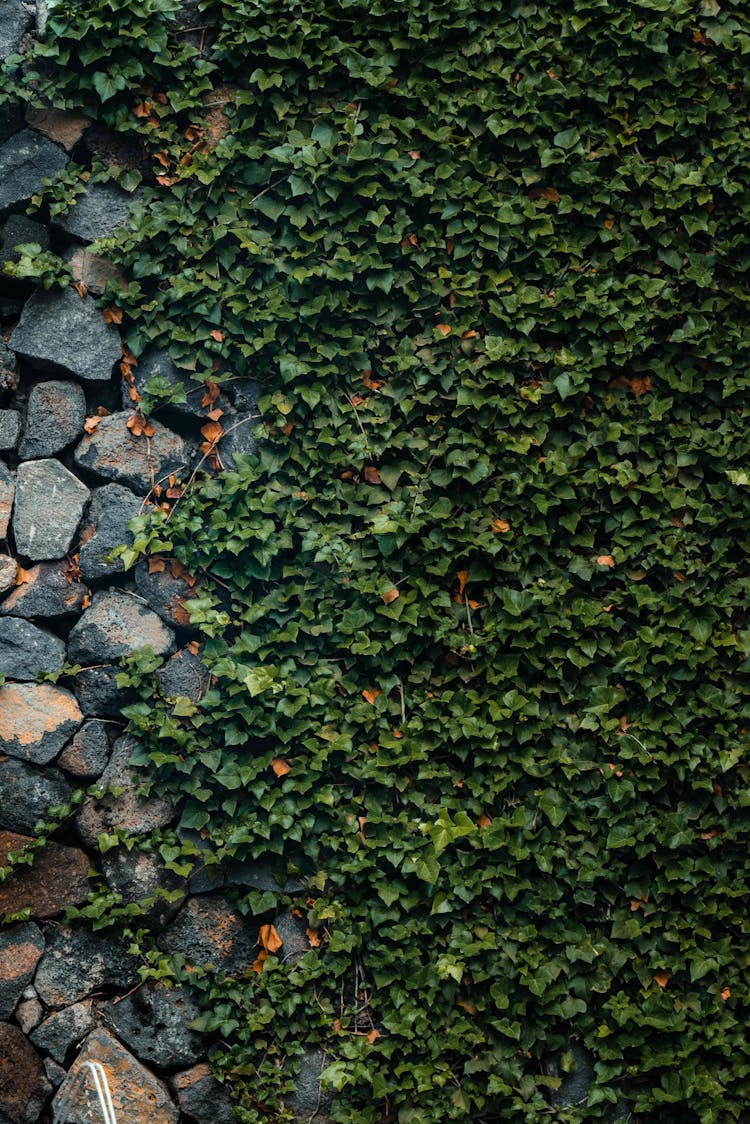 Ivy Covering Rock Wall