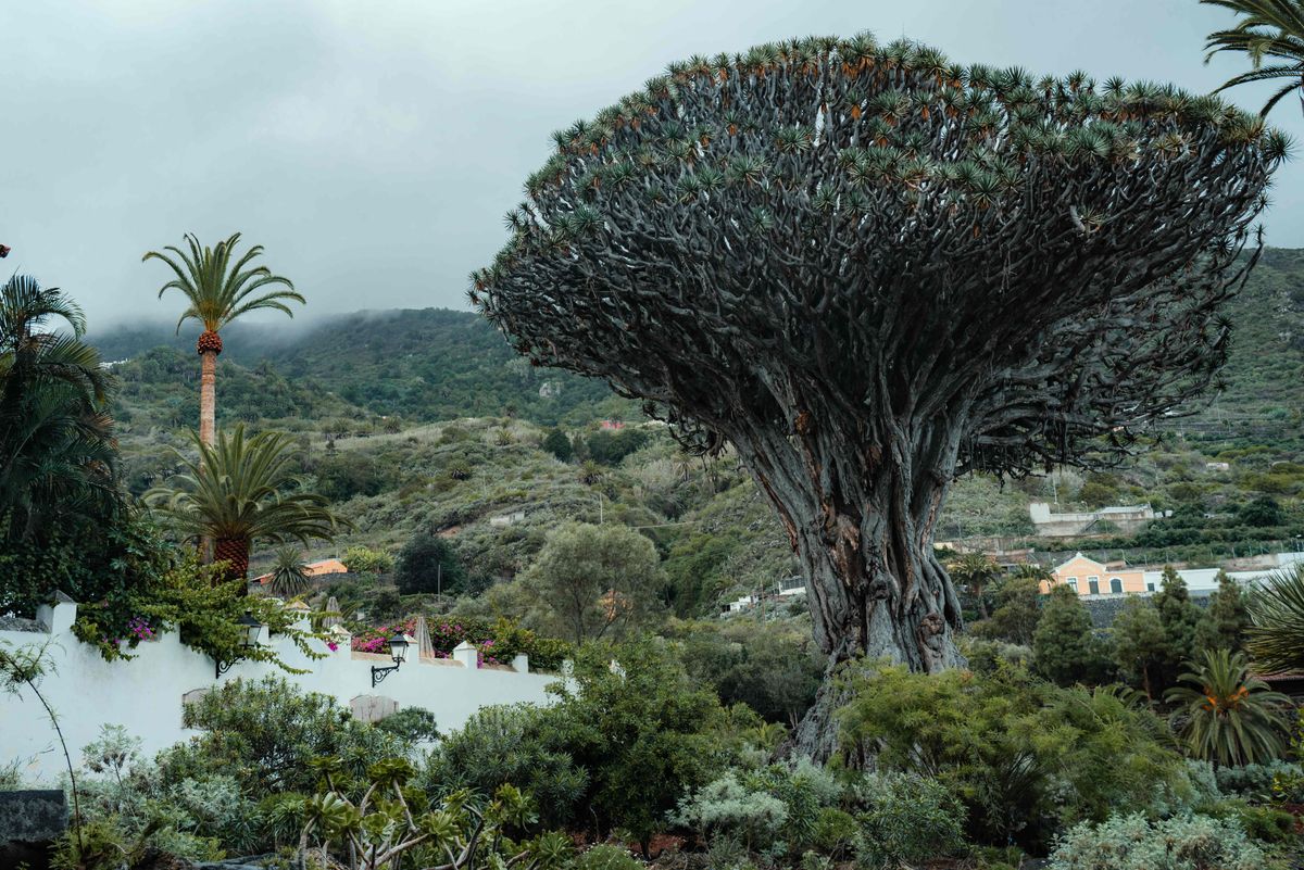 Socotra's dragon blood trees — perfectly umbrella-shaped canopies found nowhere else on Earth.