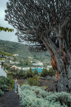 A woman admiring the ancient Dragon Tree in Icod de los Vinos, Spain.