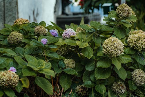 植物群, 特寫, 綠色植物 的 免費圖庫相片