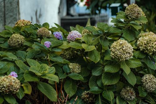 Free Vibrant hydrangea bush with blooming pink and green flowers in an outdoor garden setting. Stock Photo