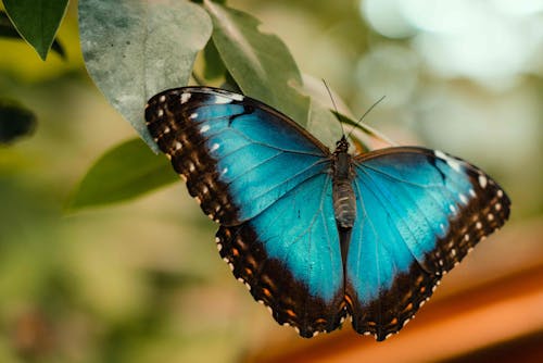 Blue and Black Butterfly Perched on a Green Leaf