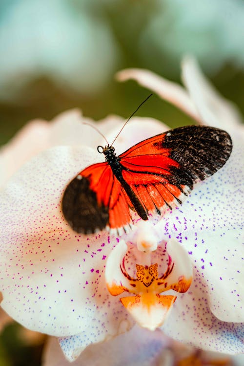 Red Butterfly Perched on a Flower
