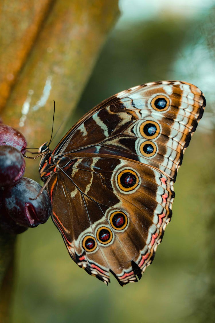 Close-up Of A Brown Butterfly