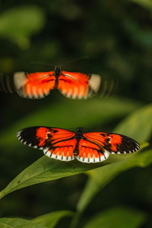 Butterfly Flying Over Green Leaves 