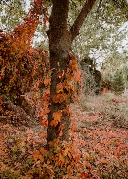 Ilmainen kuvapankkikuva tunnisteilla kauneus luonnossa, pudonneet lehdet, puun kuori