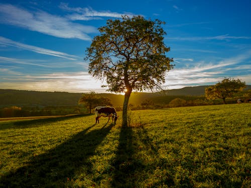 Бесплатное стоковое фото с выпас, дерево, домашний скот