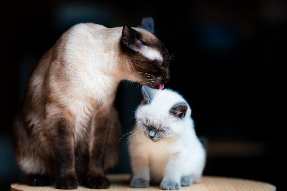 Siamese cat with dark brown points licking the head of a small white kitten on a wooden stool