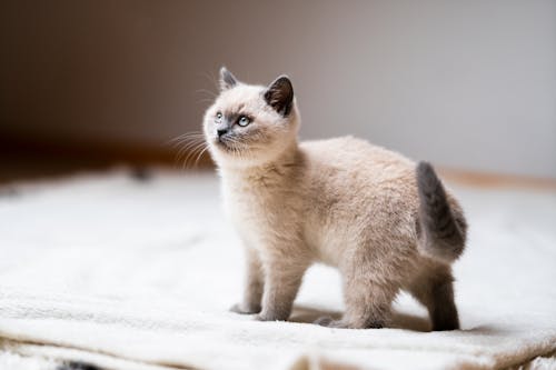 Cute Kitten Standing on a Rug