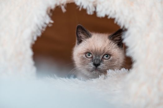 White and Brown Long Fur Cat