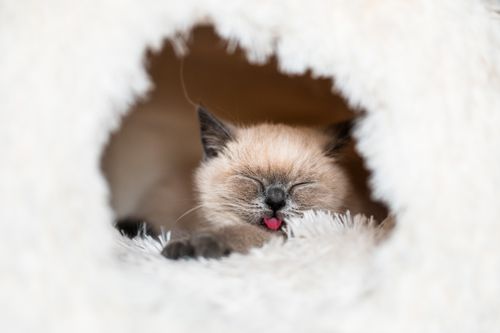 Free Adorable Siamese kitten napping in a cozy white bed with its tongue out. Stock Photo