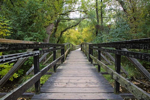 Kostenloses Stock Foto zu bäume, fußgängerbrücke, holz-weg