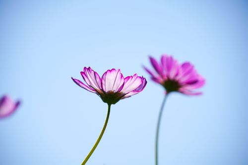 Free Close-up of vibrant garden cosmos flowers against a clear blue sky. Stock Photo