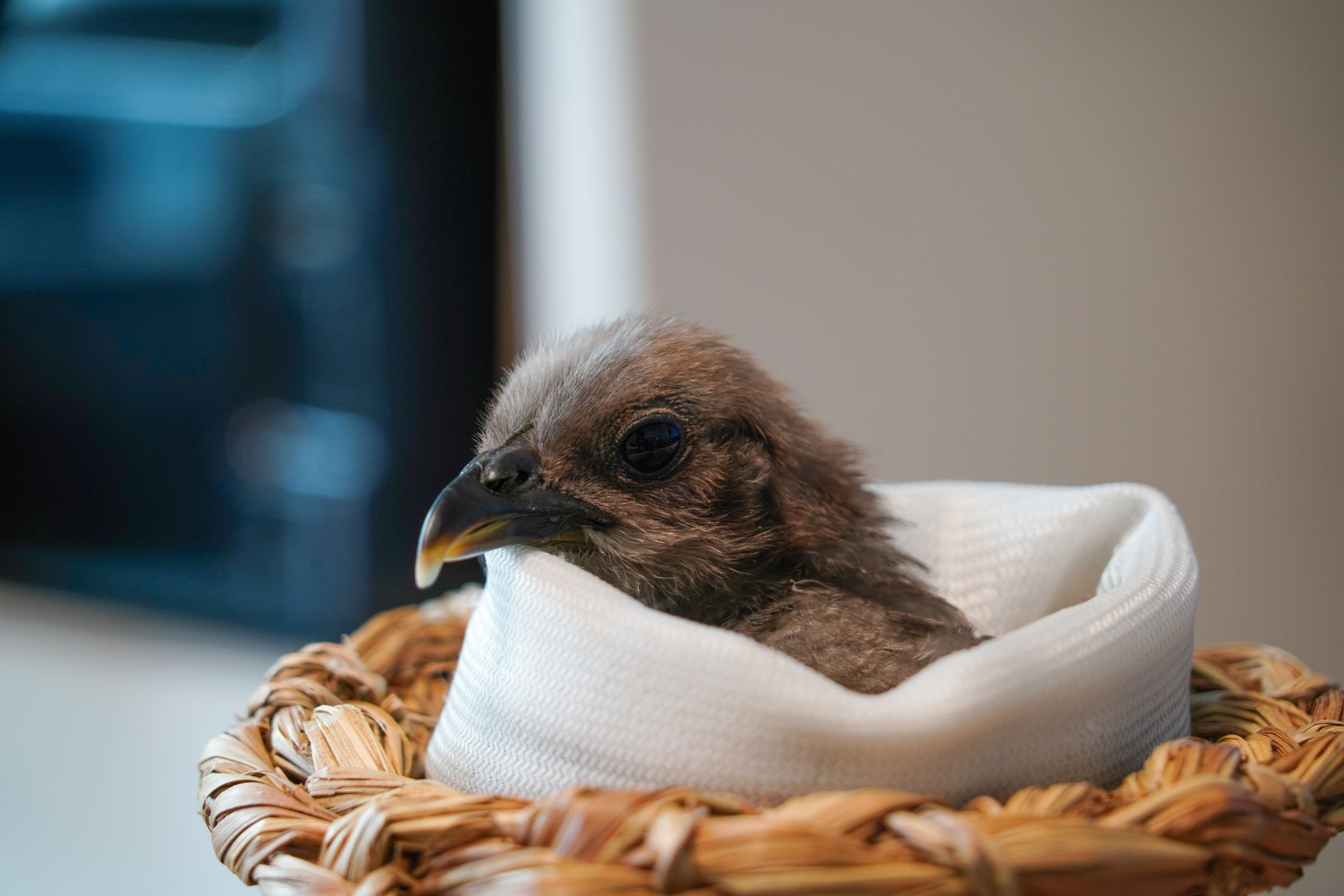 Adorable close-up of a chick nestled inside a cozy woven basket, indoors.