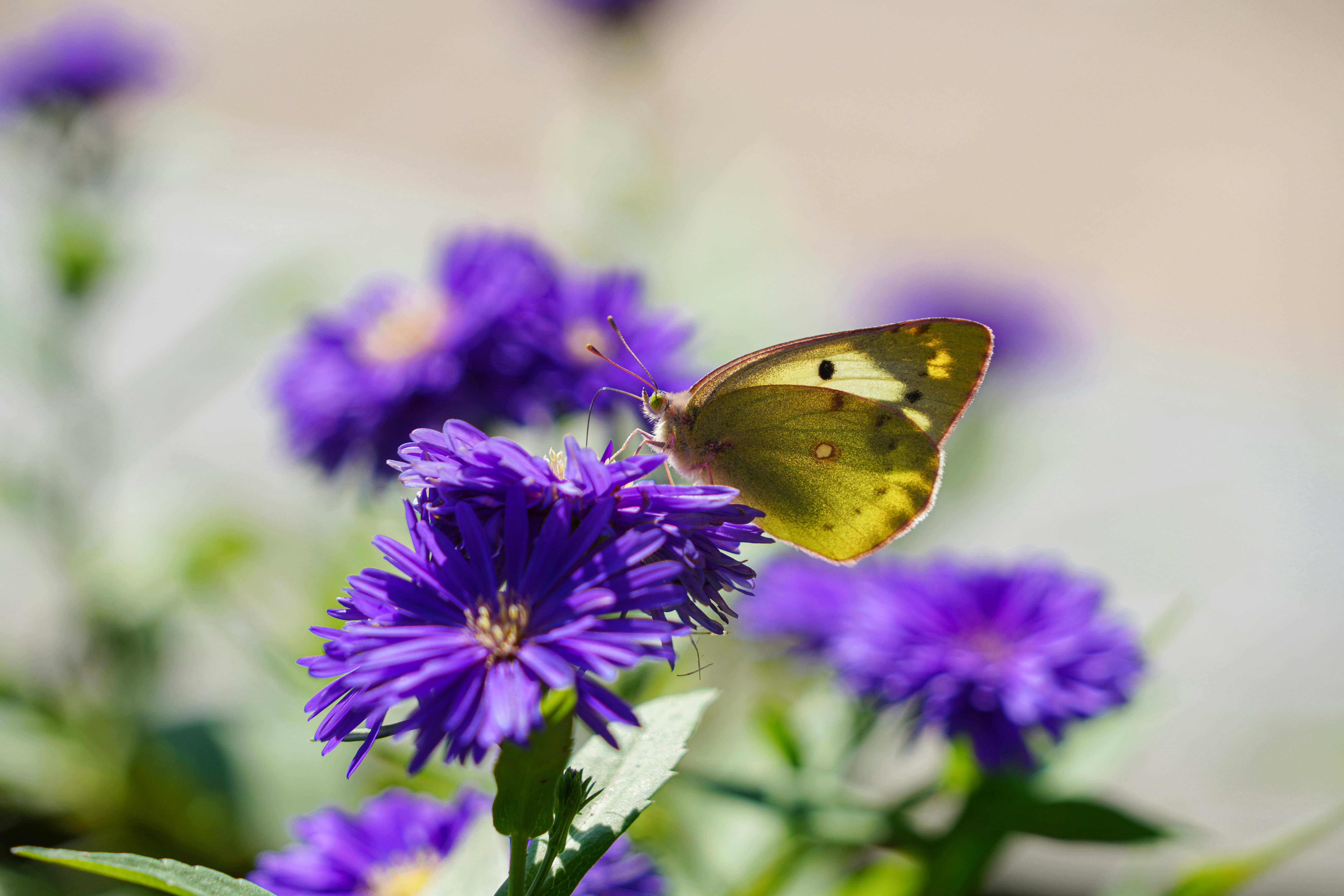 Butterfly Perched on Blue Flower in Close Up Photography · Free Stock Photo