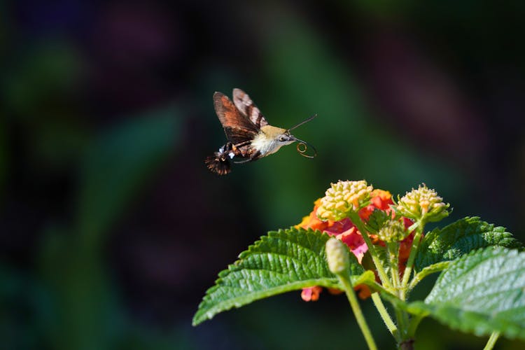 Insect Flying Over Flowers