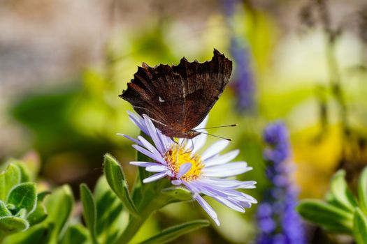Butterfly on Purple Flower