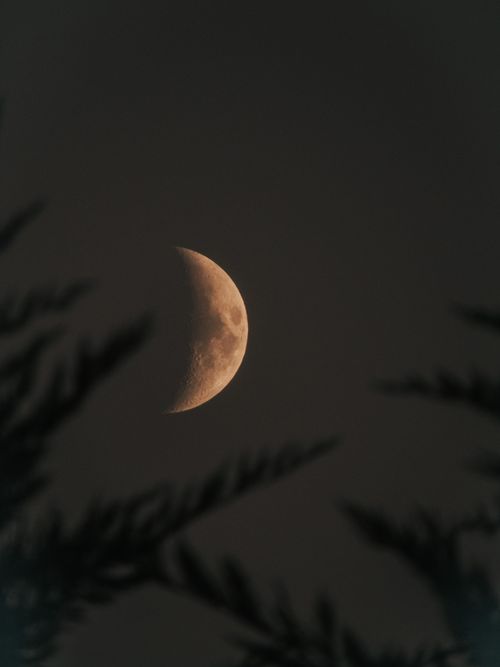 Free A serene crescent moon amidst a dark sky with silhouettes of tree branches. Stock Photo
