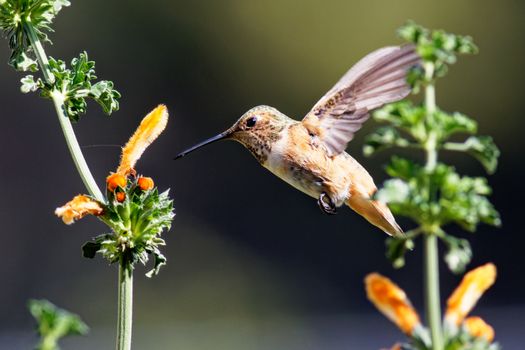 A Close-Up Shot of a Rufous Hummingbird