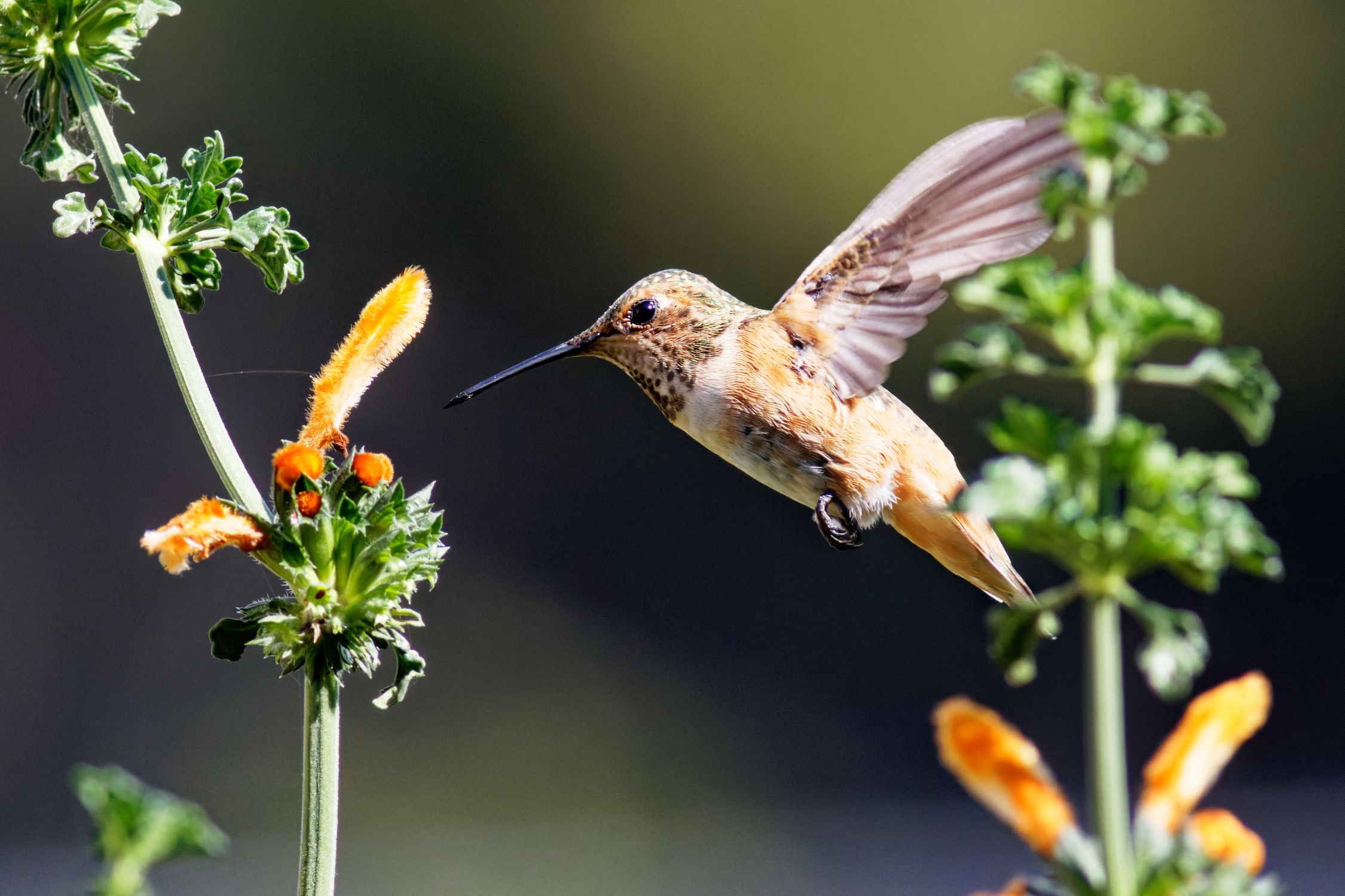 Round Hummingbird A Close-Up Shot of a Rufous Hummingbird · Free Stock Photo