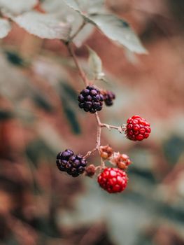 Original Blackberry With Other Natural Flavor