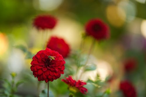 Gratis lagerfoto af apidae, apis, dahlia