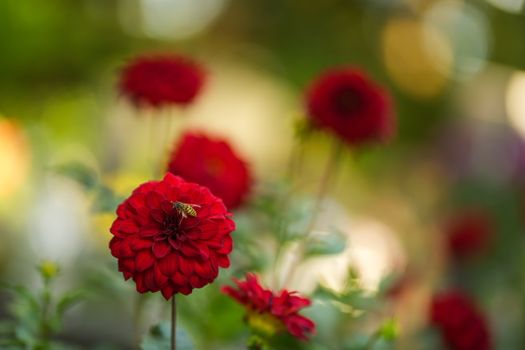 Honey Bee Perched on Red Dahlia Flower