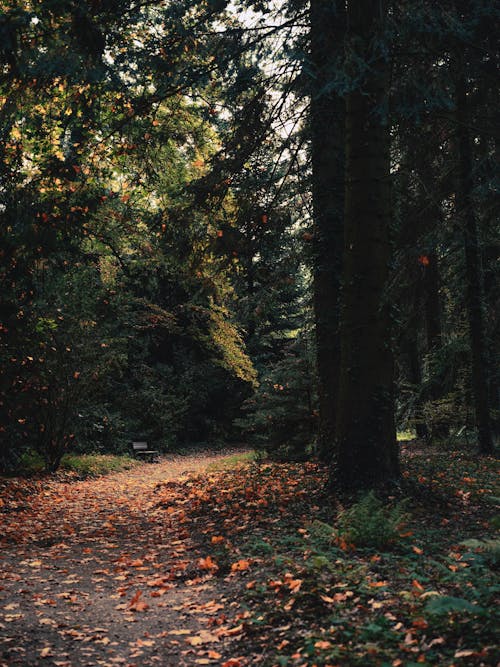 Fotos de stock gratuitas de arboles, bosque, camino