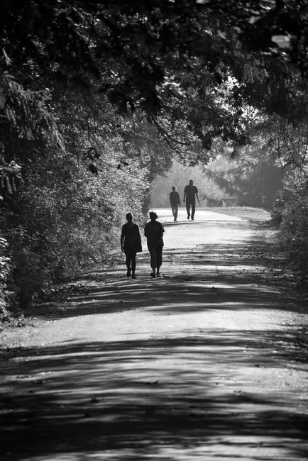 Monochrome image of silhouettes walking on a forest path, casting shadows.