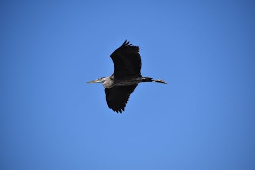 Foto profissional grátis de animais selvagens, animal, asas