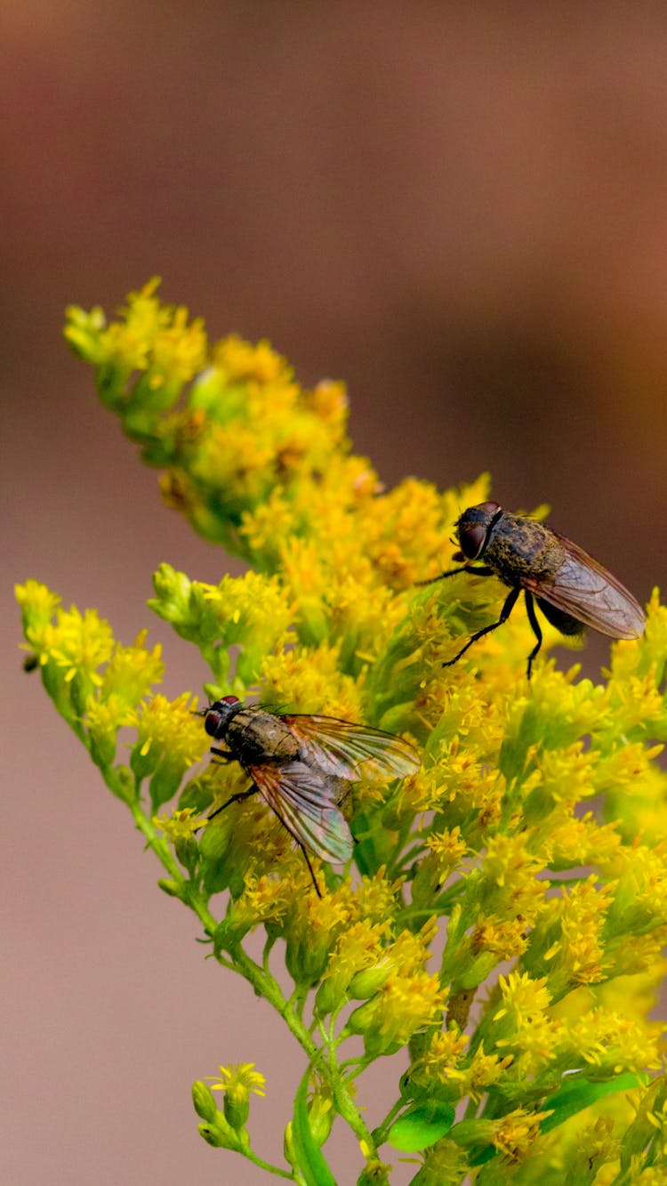 Flies On Flowers