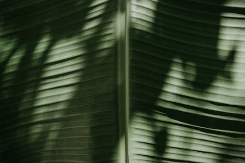 Darmowe zdjęcie z galerii z liść bananowca, zbliżenie, zielony liść