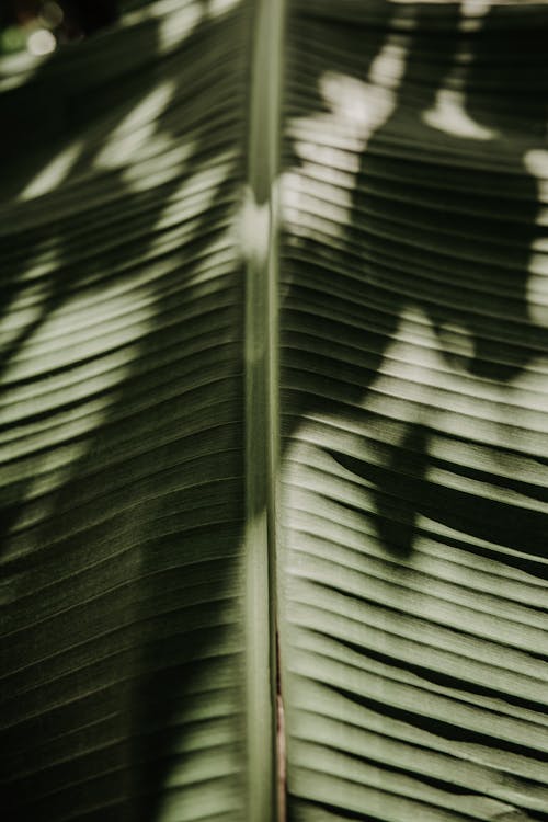 Banana Leaf in Close Up Photography