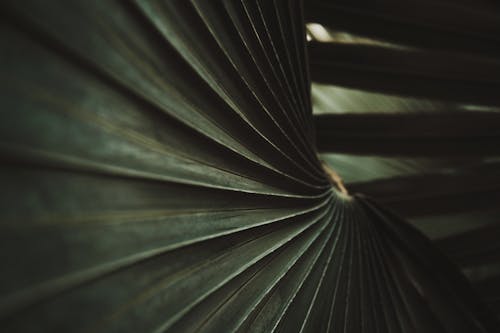 Green Leaf in Close-Up Photography